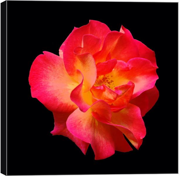 Yet Another Colorful Rose Canvas Print by james balzano, jr.