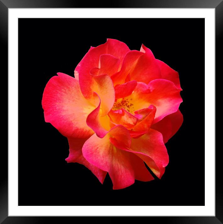Yet Another Colorful Rose Framed Mounted Print by james balzano, jr.