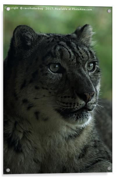 Snow Leopard Acrylic by rawshutterbug 