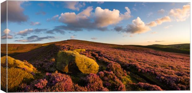 Heather moorland at sunset Canvas Print by Andrew Kearton