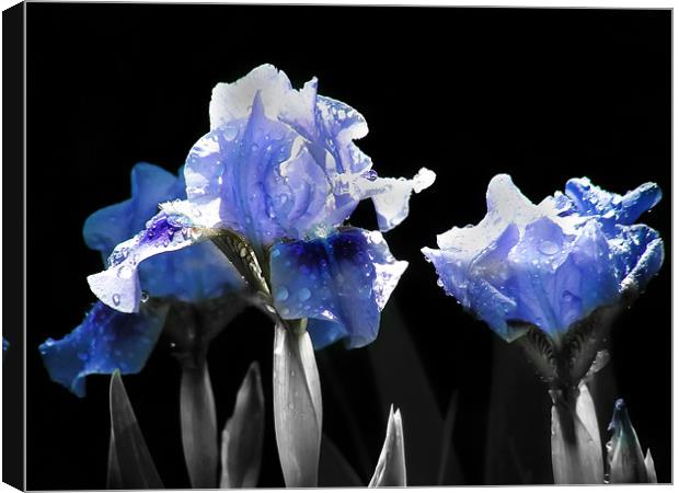 Ghost Irises Canvas Print by Mary Lane