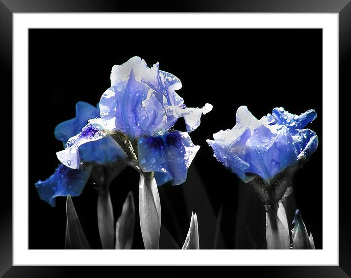 Ghost Irises Framed Mounted Print by Mary Lane