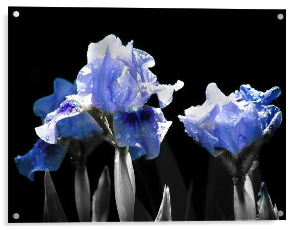 Ghost Irises Acrylic by Mary Lane