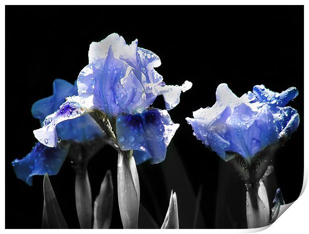 Ghost Irises Print by Mary Lane