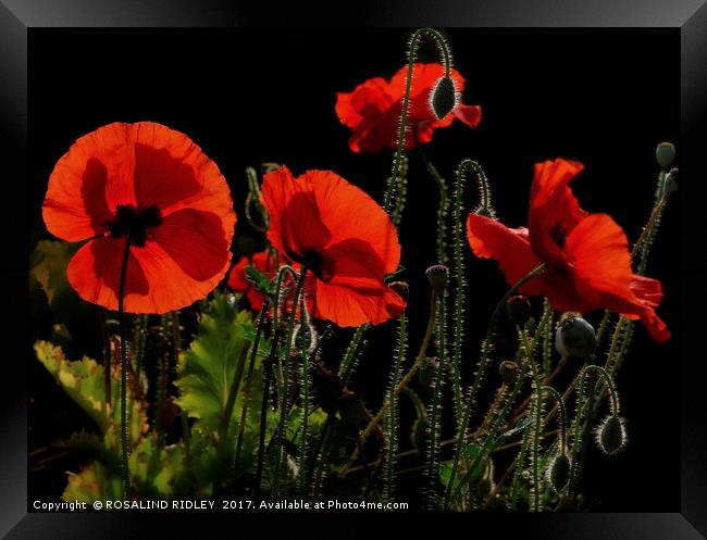 "Poppies , back lit in the morning light" Framed Print by ROS RIDLEY