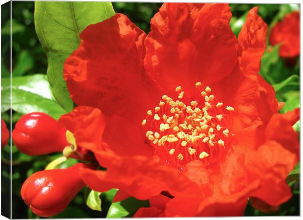Red Pomegranate Flowers Canvas Print by Mary Lane