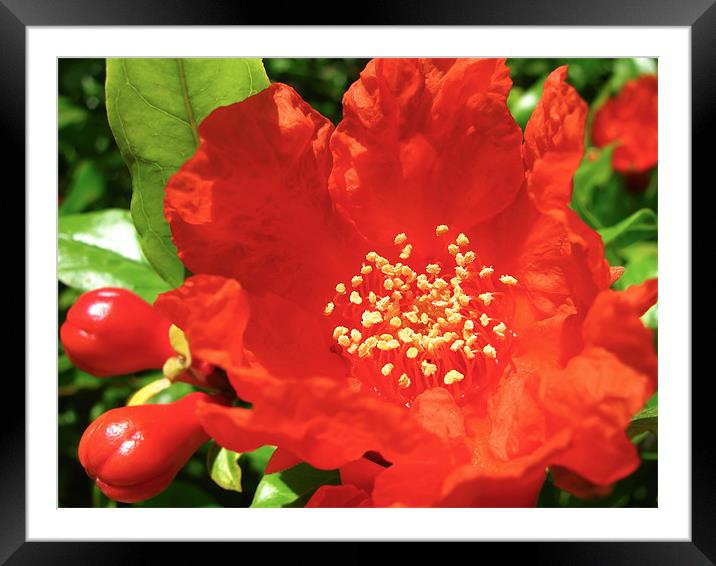Red Pomegranate Flowers Framed Mounted Print by Mary Lane