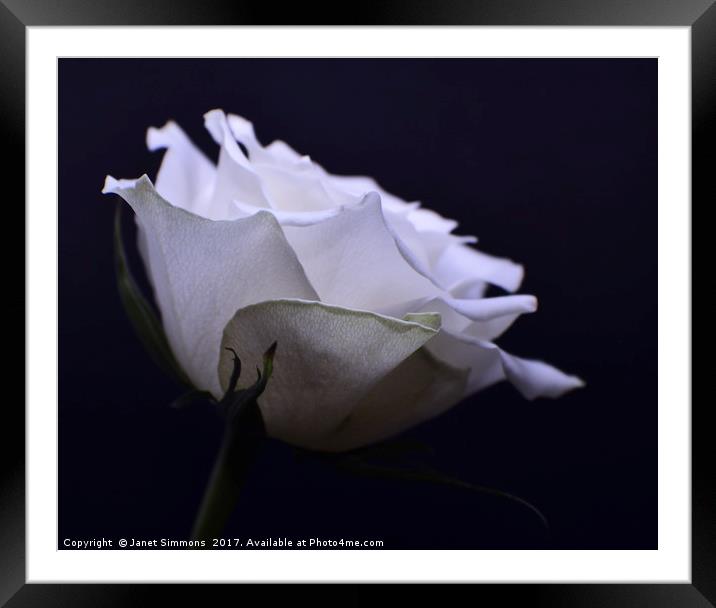 White Rose Framed Mounted Print by Janet Simmons