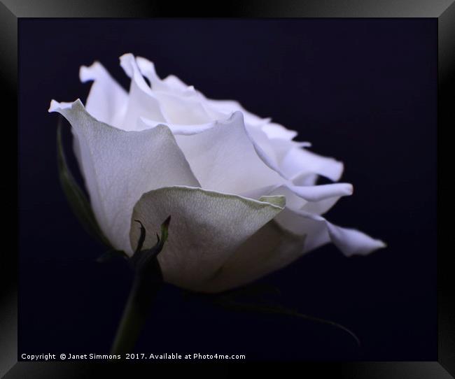 White Rose Framed Print by Janet Simmons