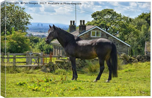 Horse and countryside Canvas Print by Derrick Fox Lomax