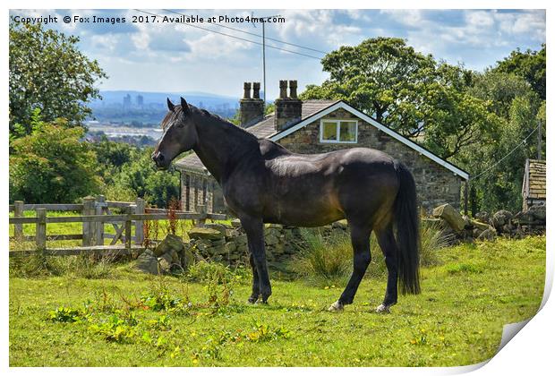 Horse and countryside Print by Derrick Fox Lomax