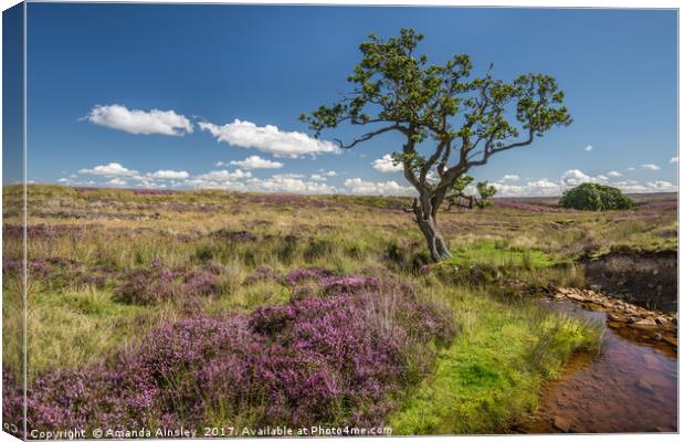 Heather in Teesdale Canvas Print by AMANDA AINSLEY