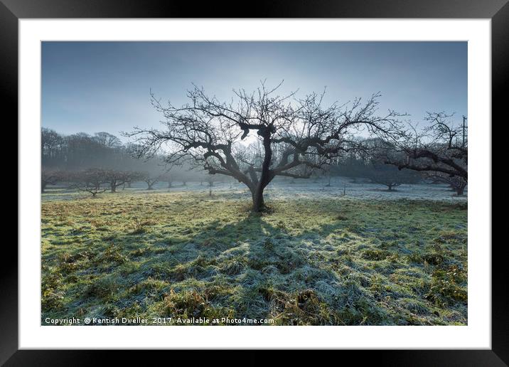 Frosty Tree Framed Mounted Print by Kentish Dweller
