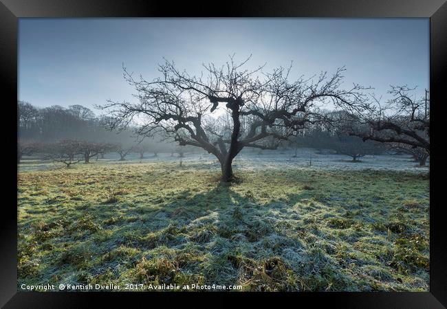 Frosty Tree Framed Print by Kentish Dweller