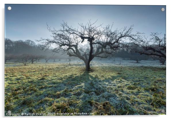 Frosty Tree Acrylic by Kentish Dweller