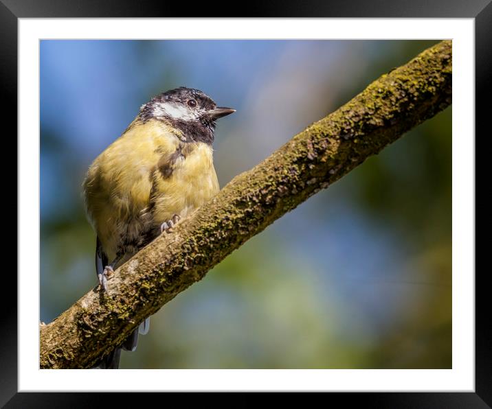 Sunbathing Great Tit Framed Mounted Print by Jonathan Thirkell
