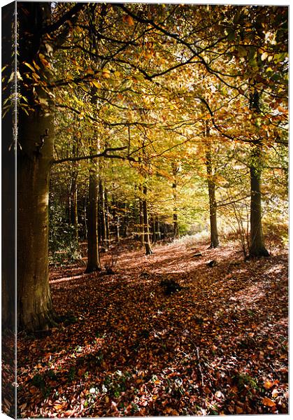 Golden canopy Canvas Print by Stephen Mole