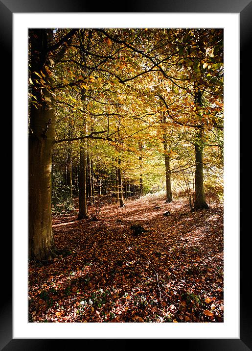 Golden canopy Framed Mounted Print by Stephen Mole
