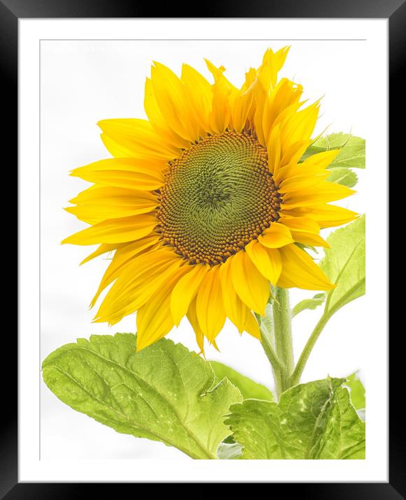 Sunflower Framed Mounted Print by Brian Fagan