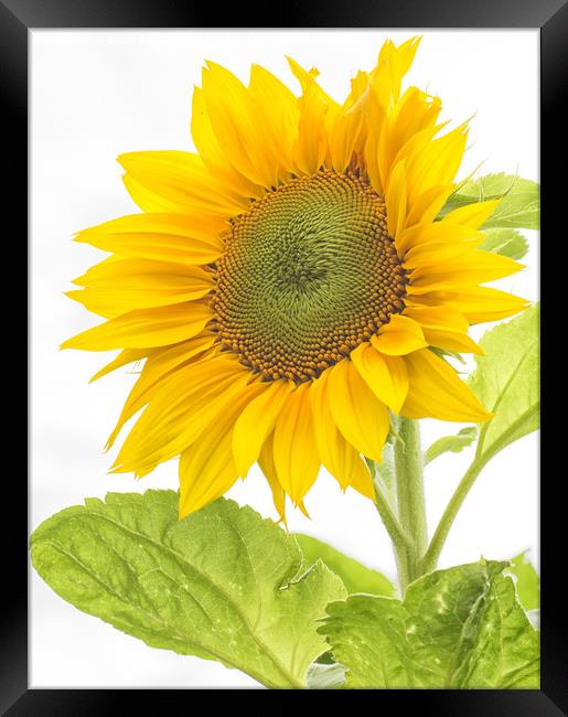 Sunflower Framed Print by Brian Fagan