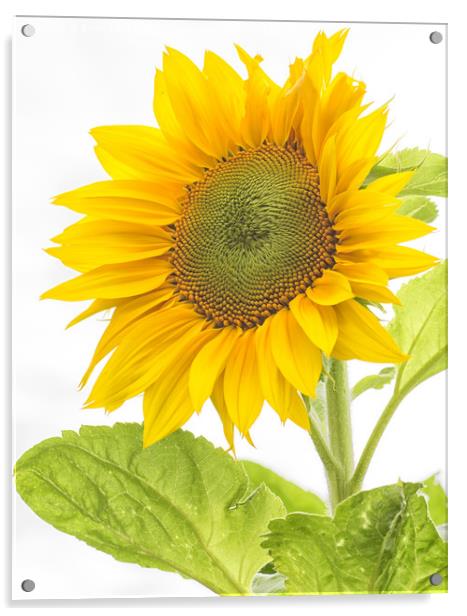 Sunflower Acrylic by Brian Fagan