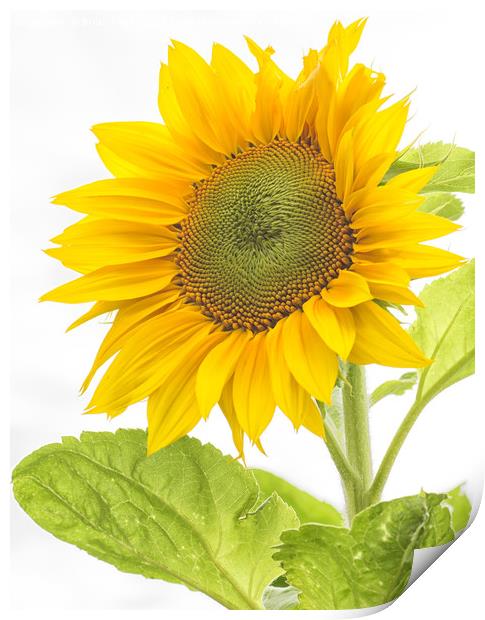 Sunflower Print by Brian Fagan