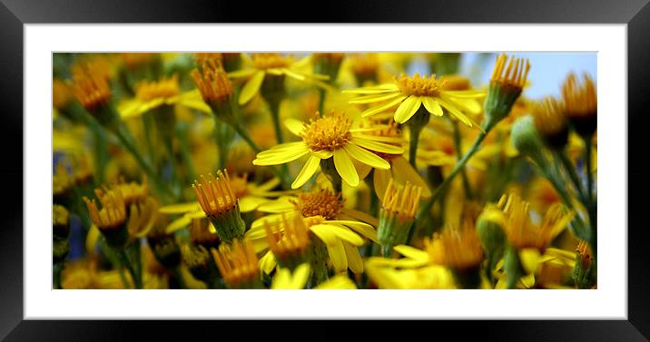 A touch of yellow Framed Mounted Print by Doug McRae