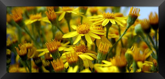 A touch of yellow Framed Print by Doug McRae