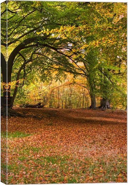 Epping Forest HRD version Canvas Print by David French