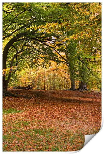 Epping Forest HRD version Print by David French