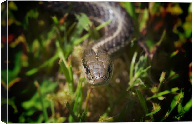 Northwestern Garter Snake Canvas Print by Darryl Luscombe