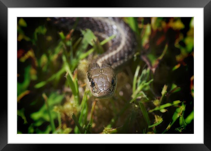 Northwestern Garter Snake Framed Mounted Print by Darryl Luscombe