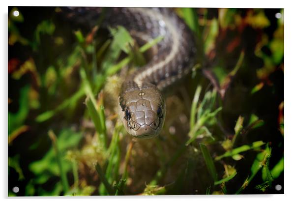 Northwestern Garter Snake Acrylic by Darryl Luscombe