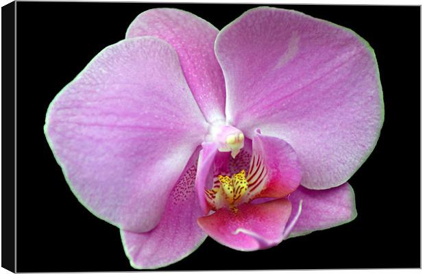 Pink Orchid Canvas Print by Donna Collett
