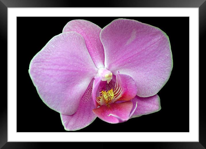 Pink Orchid Framed Mounted Print by Donna Collett