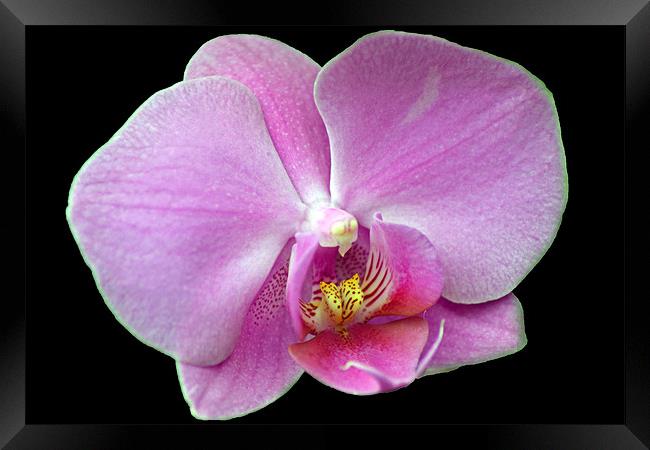Pink Orchid Framed Print by Donna Collett