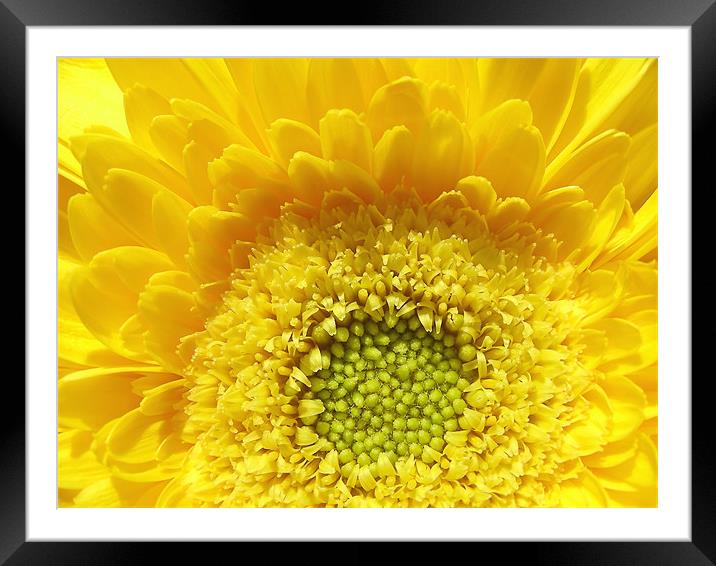 Sunshine Yellow Framed Mounted Print by Mary Lane