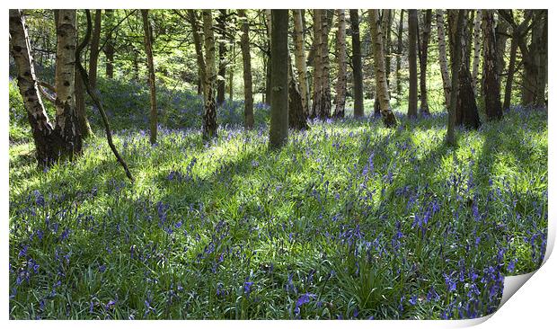 Springtime In Ilkley Print by Steve Glover