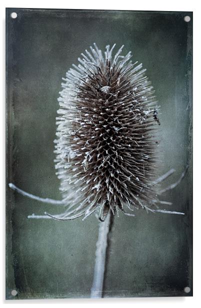 Teasel Acrylic by John Edwards