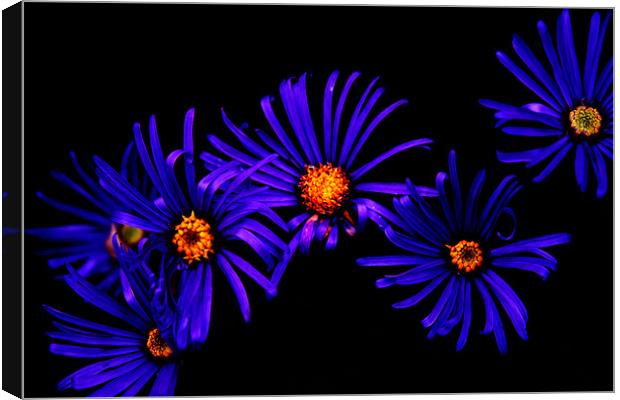 Blue Petals Canvas Print by Ian Jeffrey