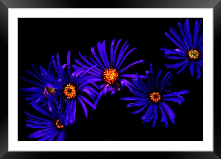 Blue Petals Framed Mounted Print by Ian Jeffrey