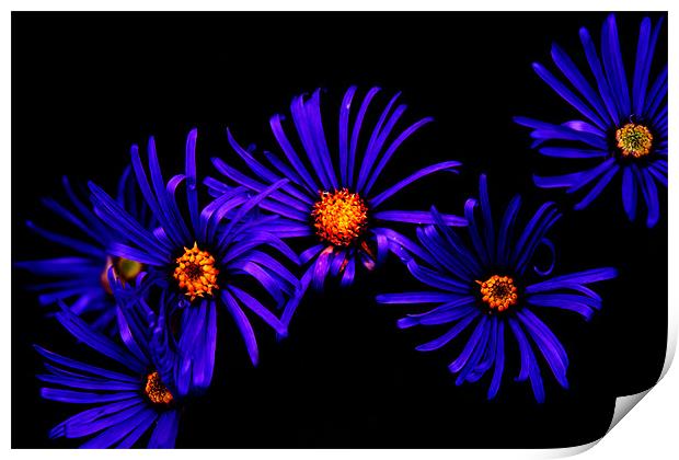 Blue Petals Print by Ian Jeffrey