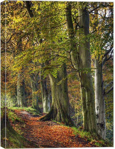 Autumn At Ousbrough Canvas Print by Ray Pritchard