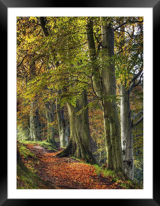 Autumn At Ousbrough Framed Mounted Print by Ray Pritchard