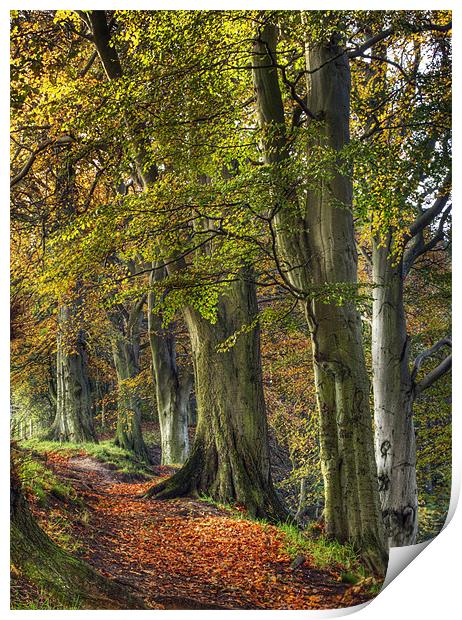 Autumn At Ousbrough Print by Ray Pritchard
