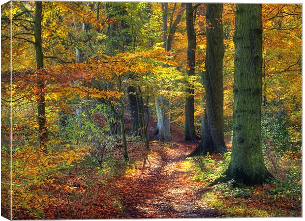 Autumn Woods Canvas Print by Ray Pritchard