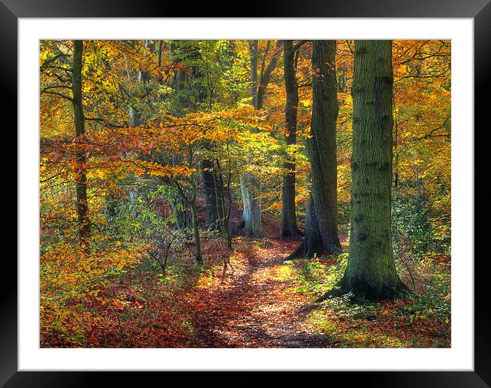 Autumn Woods Framed Mounted Print by Ray Pritchard