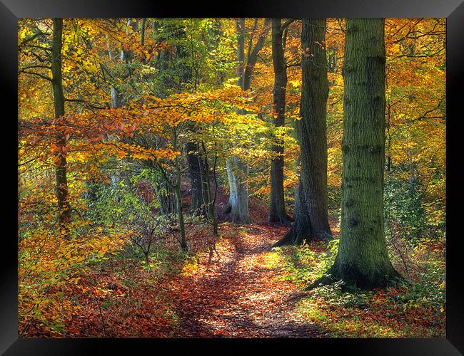 Autumn Woods Framed Print by Ray Pritchard