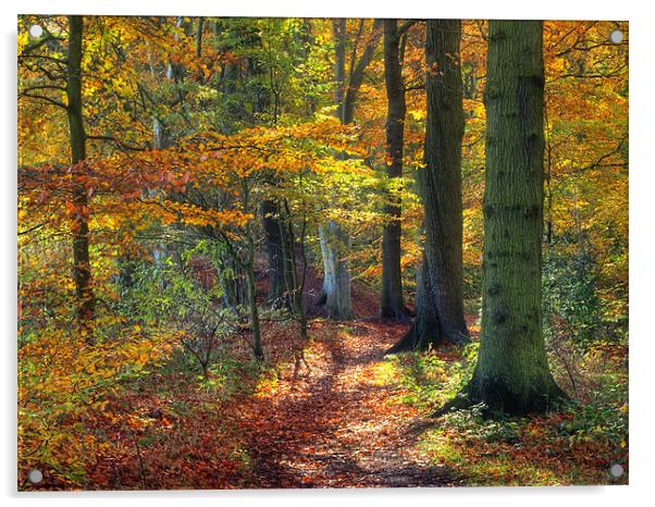 Autumn Woods Acrylic by Ray Pritchard