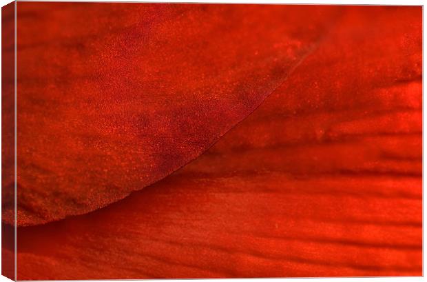 Red Texture Canvas Print by Mary Lane